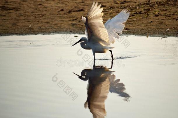 美丽的伟大的白鹭上下左右移动飞行章水反射