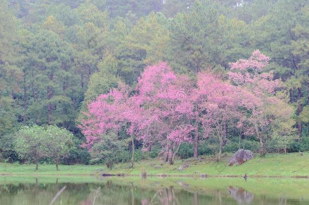 美丽的樱<strong>桃花树</strong>在近处指已提到的人池塘