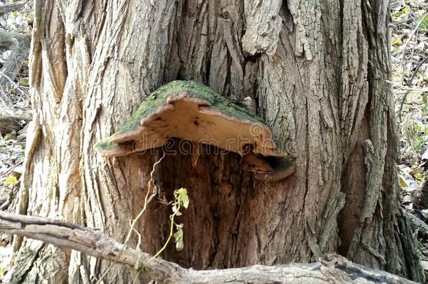 绿色的蘑菇仙女房屋生长的出局关于栎树树.