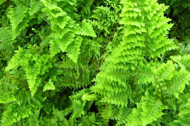 肾鳞蕨属科迪福利亚植物,绿色的树叶和树枝