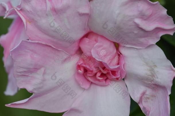 粉红色的玫瑰旋转花瓣抽象的03