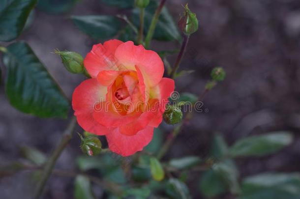 彩虹果汁冰糕花束<strong>月季</strong>蔷薇花蕾