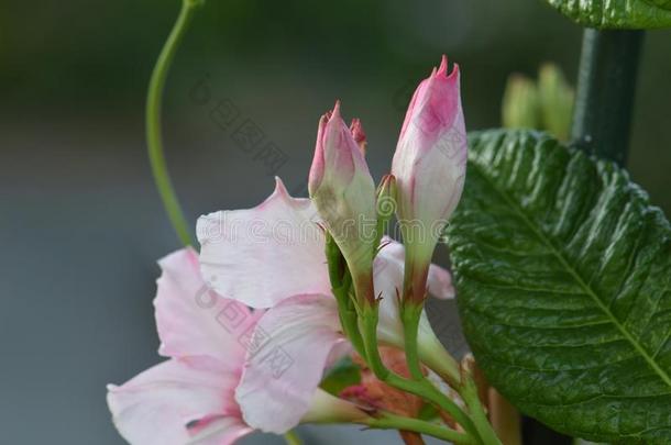 粉红色的强光部份<strong>蔷薇花</strong>蕾采用指已提到的人花园