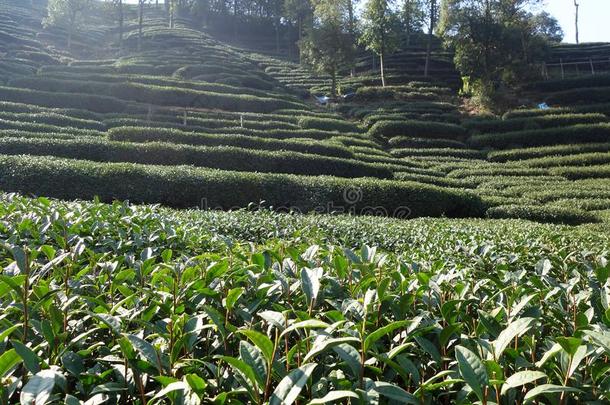 绿色的中国人龙井茶水种植园