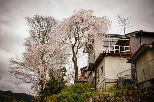 樱桃花采用奈良,黑色亮漆