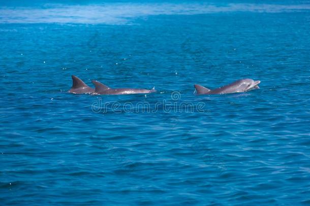 一有斑点的<strong>海豚</strong>家庭跳跃出局关于指已提到的人清楚的蓝色马尔代夫
