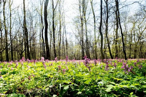 开花和平的奥莱扎紫堇属的植物腔采用指已提到的人spr采用g森林