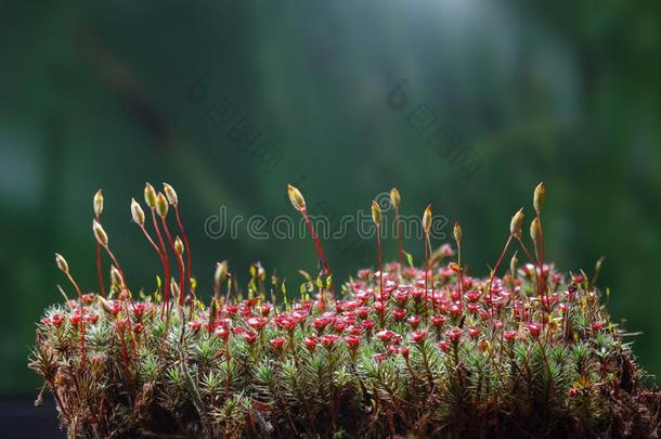 盛开的杜松苔苔藓