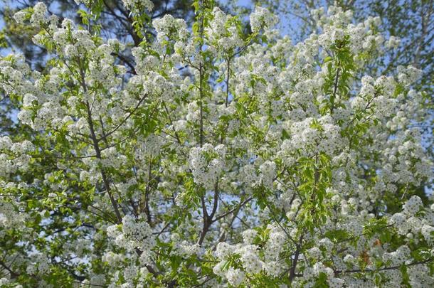 盛开的樱桃李子.白色的花关于李子树向指已提到的人布兰切