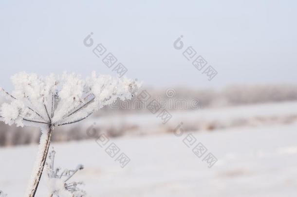 冷冻的<strong>雨伞</strong>花和雪