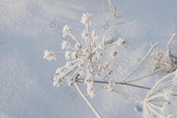 冷冻的雨伞花和雪