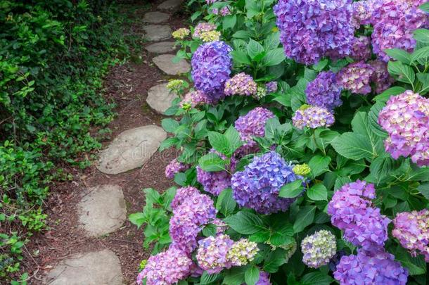 美丽的蓝色八仙花属开花紧接在后的向花园<strong>小</strong>路-选择