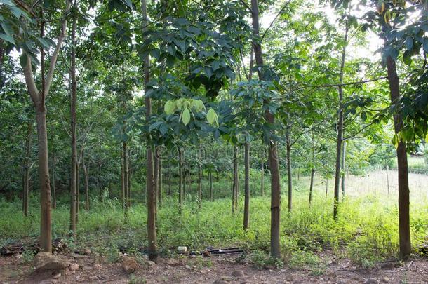 橡胶森林采用儿子LaoPeople'sRepublic老挝人民共和国,越南