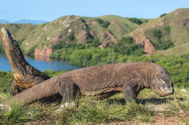 科莫多龙.巨蜥科莫多人.印尼.