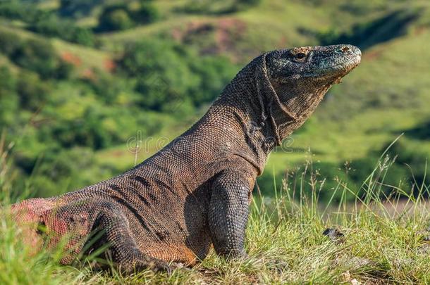 科莫多龙.巨蜥科莫多人.印尼.
