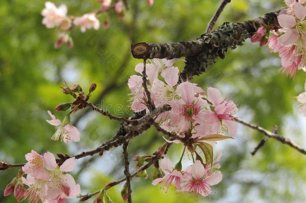 樱<strong>桃花树</strong>花看法