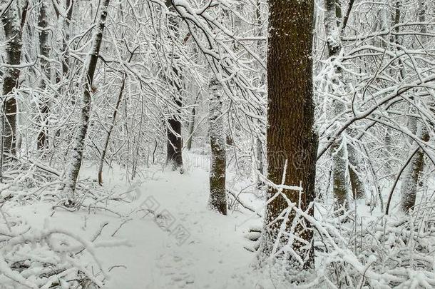 指已提到的人森林大量的和雪