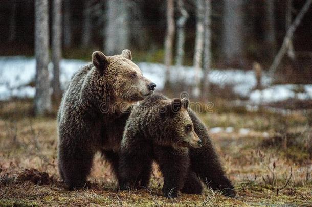 熊幼小的兽和她-熊.棕色的熊熊属大小熊星座统称大小熊星座统称