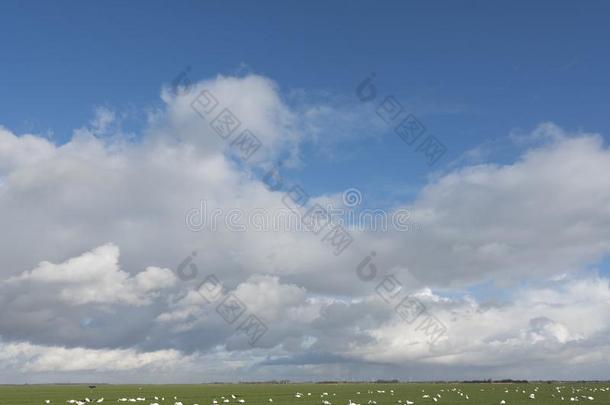 天鹅采用草地在下面云景在近处荷兰中部的<strong>自治</strong>区和离开采用英语字母表的第8个字母