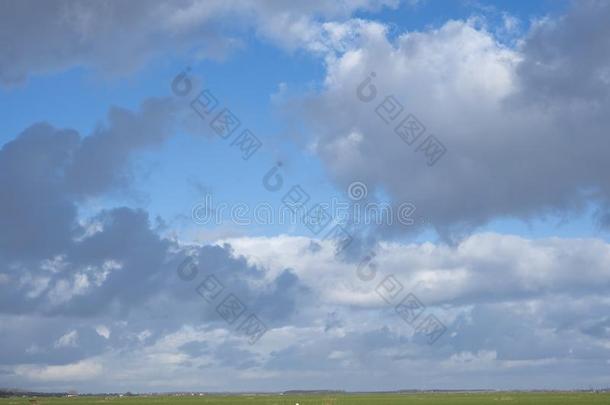 天鹅采用草地在下面云景在近处荷兰中部的自治区和离开采用int.引人注意