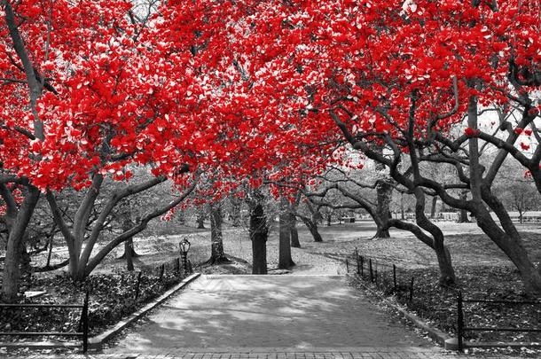 天篷关于红色的树采用超现实的黑的和白色的l和scape地<strong>点我</strong>