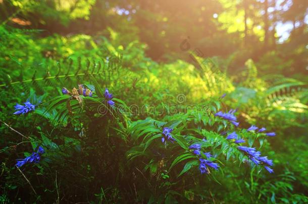 蓝色花,羊齿植物,和别的森林草