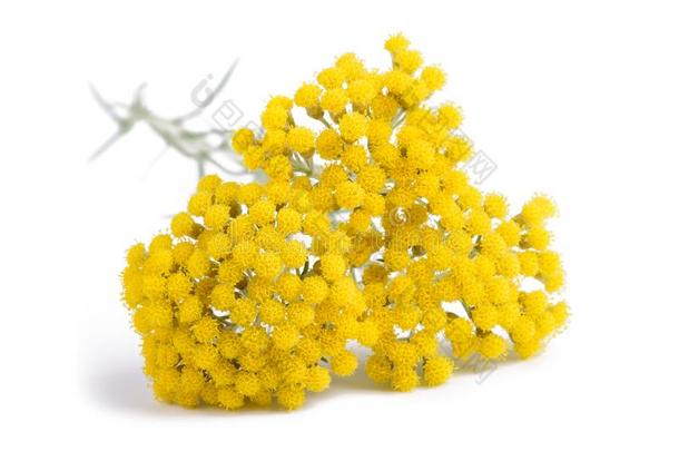 黄色的蜡菊属植物花