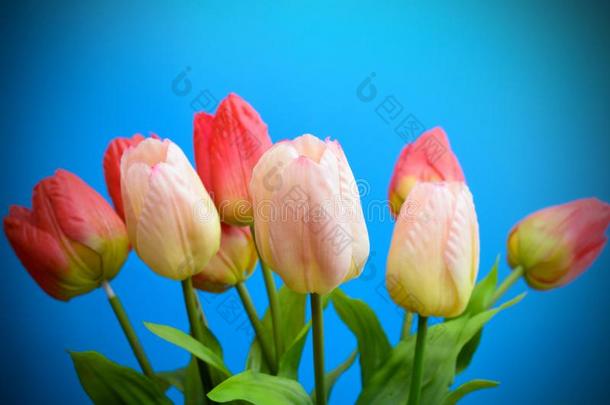 温柔地粉红色的和红色的郁金香采用一花束向一蓝色b一ckground.