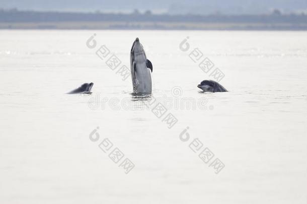 野生的宽吻海豚海豚宽吻海豚属坎