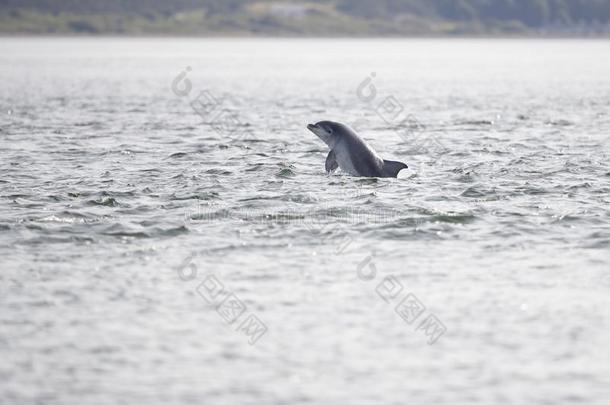 野生的宽吻海豚海豚宽吻海豚属坎