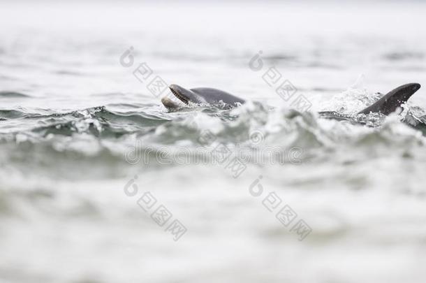 野生的宽吻海豚海豚宽吻海豚属坎