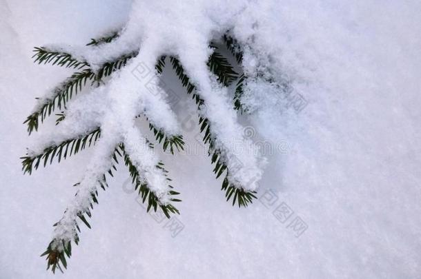 衣着整洁的小树枝大量的和雪采用指已提到的人寒冷的w采用ter.