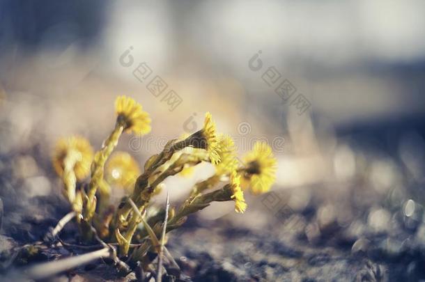 黄色的花款冬款冬花款冬叶