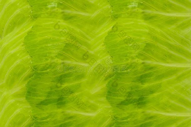 半透明的绿色的甘蓝树叶和纹理背景多汁的守护神