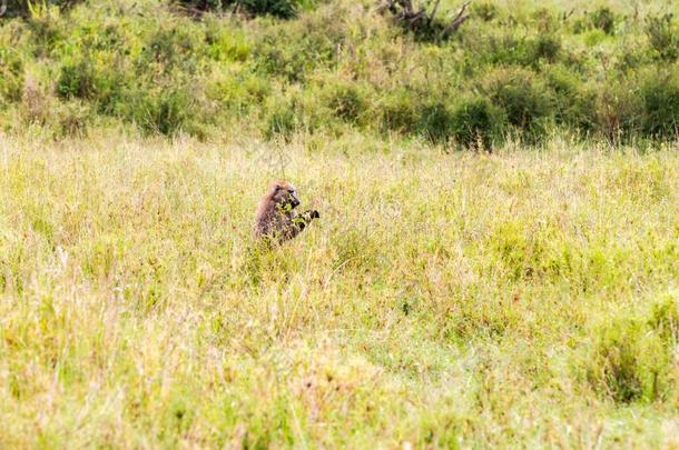 东南非洲产之一种小猴猴氯塞布帕吉列斯采用SerengetiPlainsofTanzania坦桑尼亚的塞伦盖蒂平原