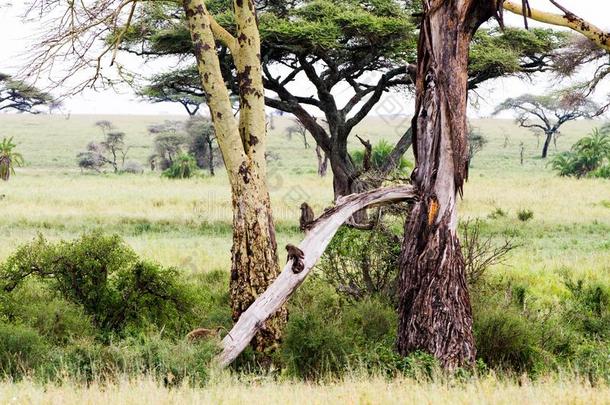 东南非洲产之一种小猴猴氯塞布帕吉列斯采用SerengetiPlainsofTanzania坦桑尼亚的塞伦盖蒂平原