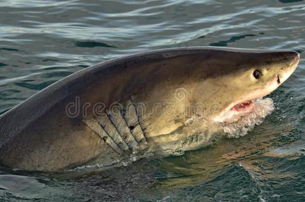 伟大的白色的鲨鱼,噬人鲨卡查里亚斯,和敞开的口.