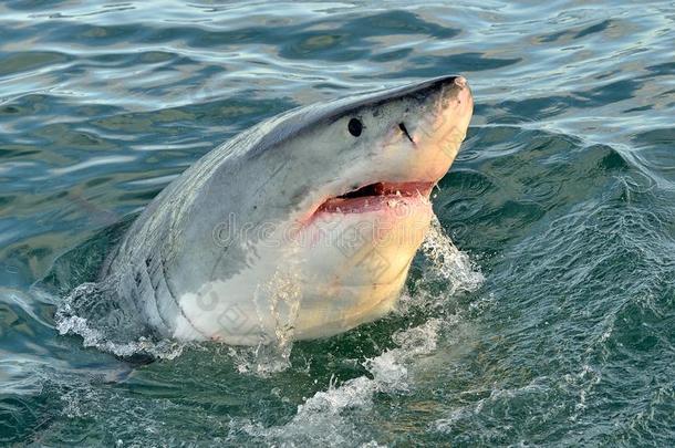 伟大的白色的鲨鱼,噬人鲨卡查里亚斯.