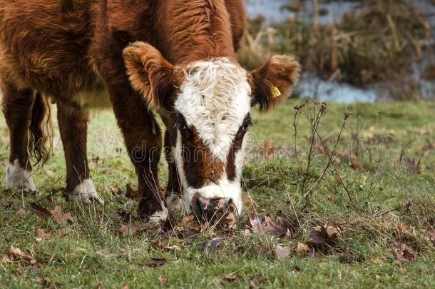 苏格兰Galloway原产的马奶牛草上晒白法,和干燥的出局冬树叶说谎采用指已提到的人