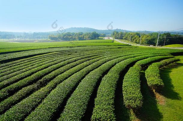 风景关于茶水种植园,绿色的田