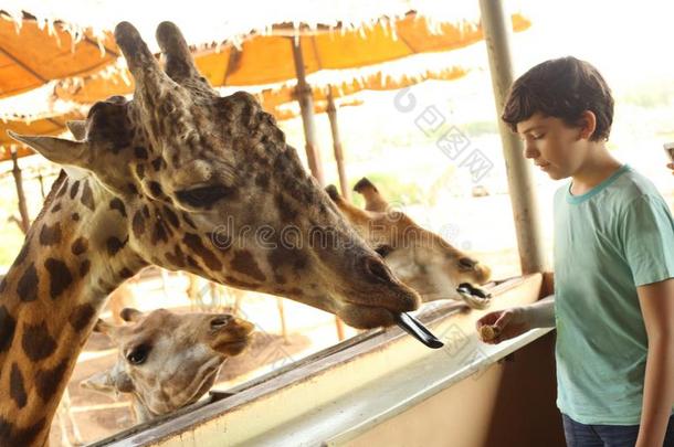 十几岁的青少年男孩采用动物园feed采用g长颈鹿