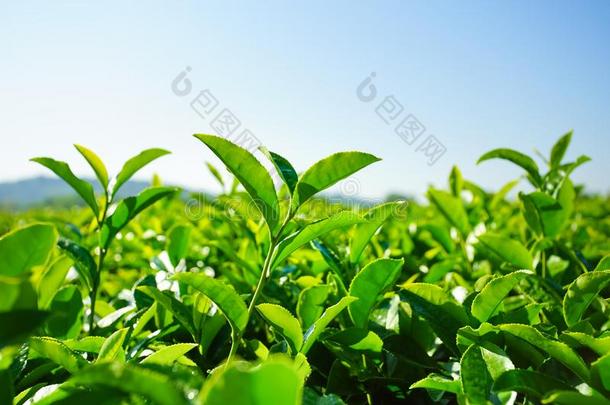 风景关于茶水种植园,绿色的田