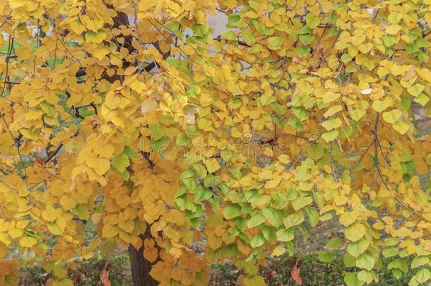 黄色的树叶从季节的花园和小的绿色的树叶