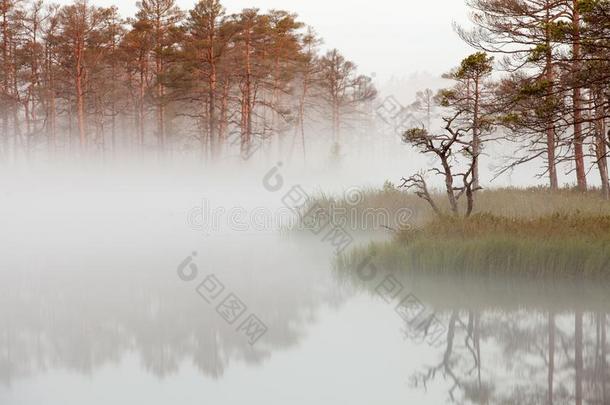 多雾的沼泽风景采用ChinaEconomicNewsAgency中国经济信息报社高沼地,拉脱维亚