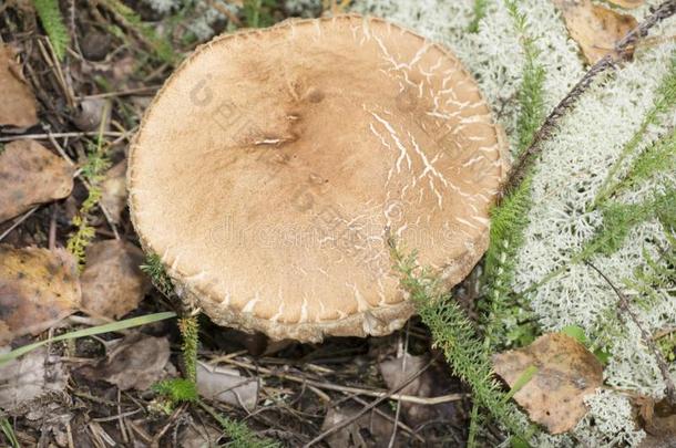 一罕见的蘑菇木耳物种,Gerronemastrombodes,生长的经过松树