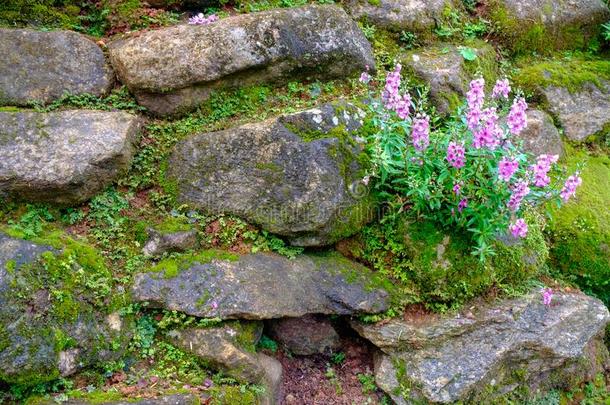 指已提到的人组关于苔藓大量的石头det.那个形状指已提到的人墙和花