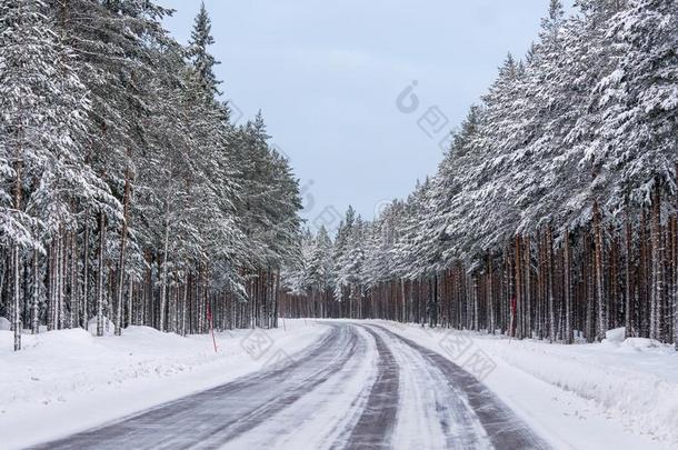 弧形的冬路经过的通过一密集的森林关于松树树