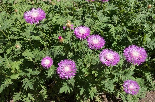 花床和粉红色的花关于石灰水矢车菊