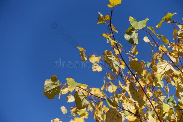 树枝关于酸橙树反对蓝色天采用秋