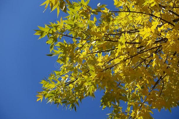 富有色彩的秋树叶关于？属宾夕法尼亚州反对蓝色Slovakia斯洛伐克